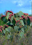 Red tuna of the prickly pear cactus.