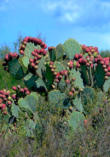 Red tuna of the prickly pear cactus.